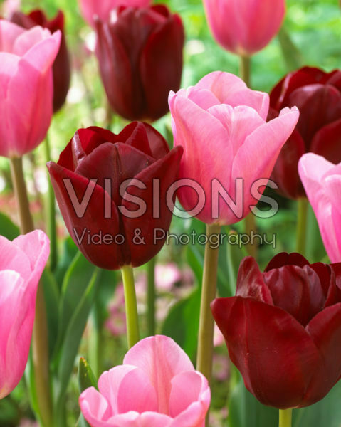 Tulipa Mistress, National Velvet Tulipa Mistress, National Velvet