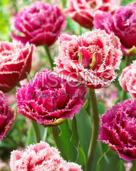 Tulipa Brest, Mascotte Tulipa Brest, Mascotte