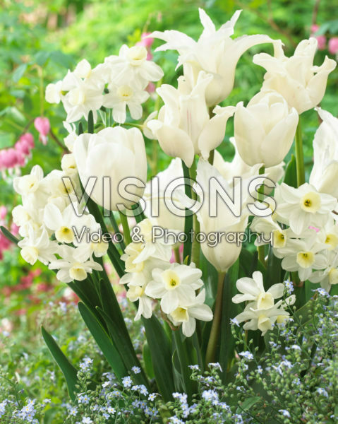 Tulipa en Narcissus mix
Tulipa White Dream Tulipa en Narcissus mix
Tulipa White Dream