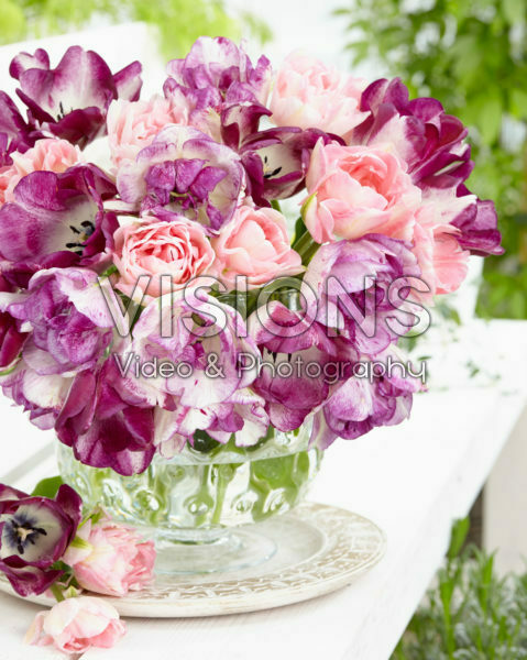Tulipa mixed Tulipa mixed
