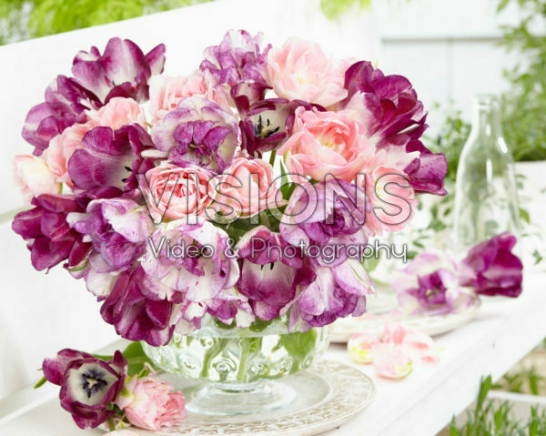 Tulipa mixed Tulipa mixed