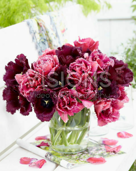 Tulipa Gorilla, Mascotte Tulipa Gorilla, Mascotte