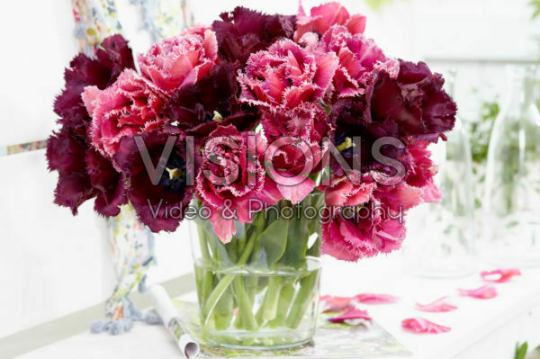 Tulipa Gorilla, Mascotte Tulipa Gorilla, Mascotte