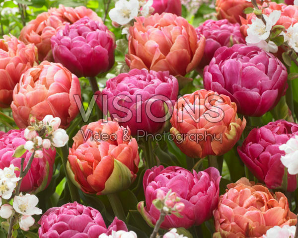 Tulipa Amazing Grace, Copper Image Tulipa Amazing Grace, Copper Image