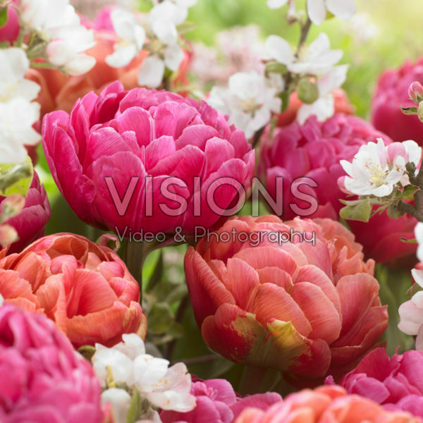 Tulipa Amazing Grace, Copper Image Tulipa Amazing Grace, Copper Image