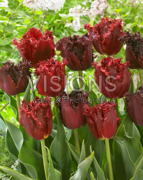 Tulipa Labrador, Versaci Tulipa Labrador, Versaci