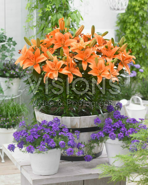 Lilium orange Lilium orange