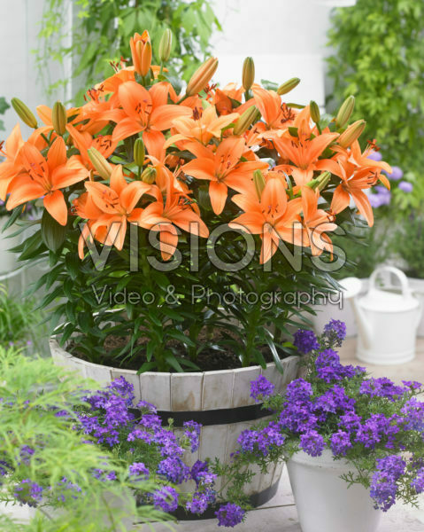 Lilium orange Lilium orange