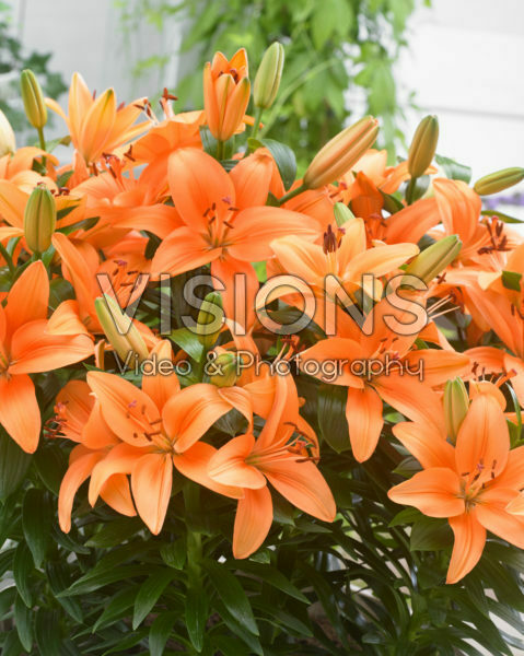 Lilium orange Lilium orange