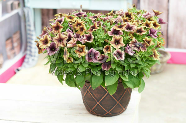 Petunia Happy Magic Dark Caramel Star Petunia Happy Magic Dark Caramel Star