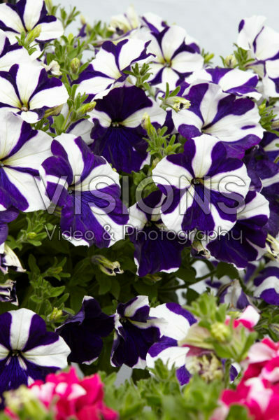 Petunia Designer Blue Star Petunia Designer Blue Star