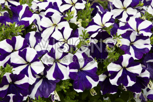 Petunia Designer Blue Star Petunia Designer Blue Star