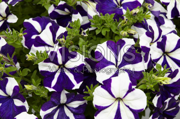 Petunia Designer Blue Star Petunia Designer Blue Star