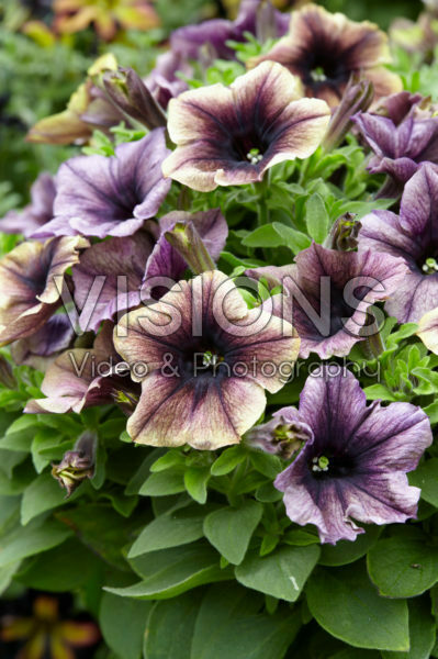 Petunia Happy Magic Dark Caramel Star Petunia Happy Magic Dark Caramel Star