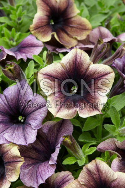 Petunia Happy Magic Dark Caramel Star Petunia Happy Magic Dark Caramel Star