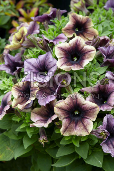 Petunia Happy Magic Dark Caramel Star Petunia Happy Magic Dark Caramel Star
