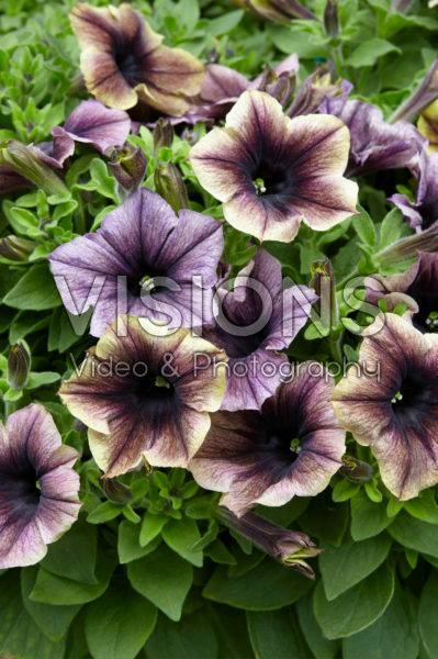 Petunia Happy Magic Dark Caramel Star Petunia Happy Magic Dark Caramel Star
