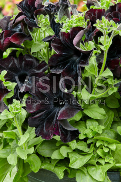 Petunia Happy Magic Giant Black Bordeaux Petunia Happy Magic Giant Black Bordeaux
