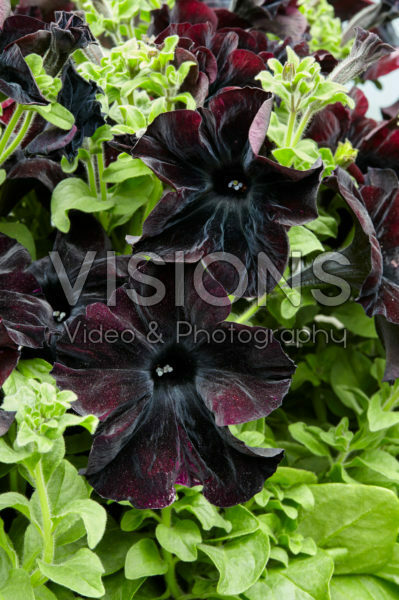 Petunia Happy Magic Giant Black Bordeaux Petunia Happy Magic Giant Black Bordeaux