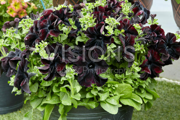 Petunia Happy Magic Giant Black Bordeaux Petunia Happy Magic Giant Black Bordeaux