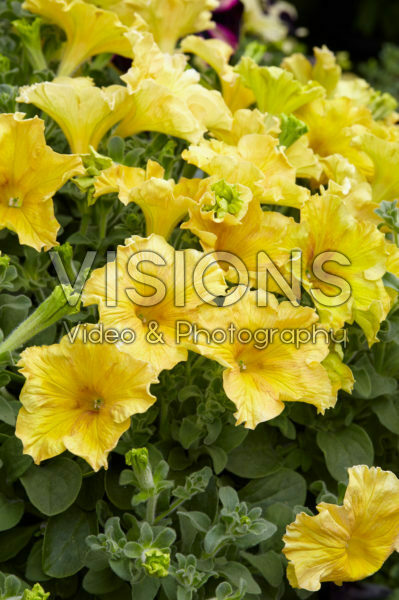 Petunia Happy Magic Giant Dijon Petunia Happy Magic Giant Dijon