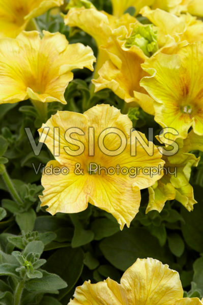 Petunia Happy Magic Giant Dijon Petunia Happy Magic Giant Dijon
