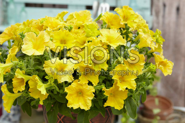 Petunia Happy Magic Giant Dijon Petunia Happy Magic Giant Dijon