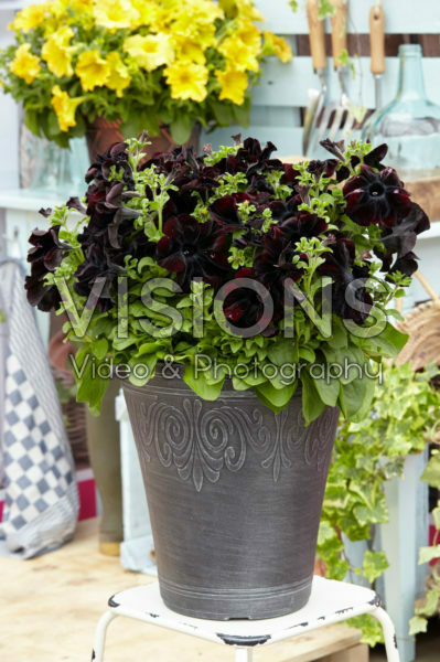 Petunia Happy Magic Giant Black Bordeaux Petunia Happy Magic Giant Black Bordeaux