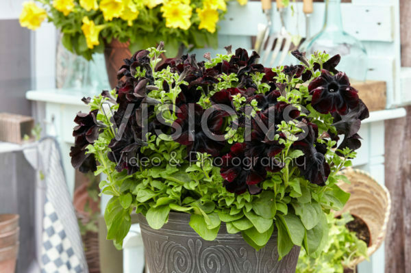 Petunia Happy Magic Giant Black Bordeaux Petunia Happy Magic Giant Black Bordeaux