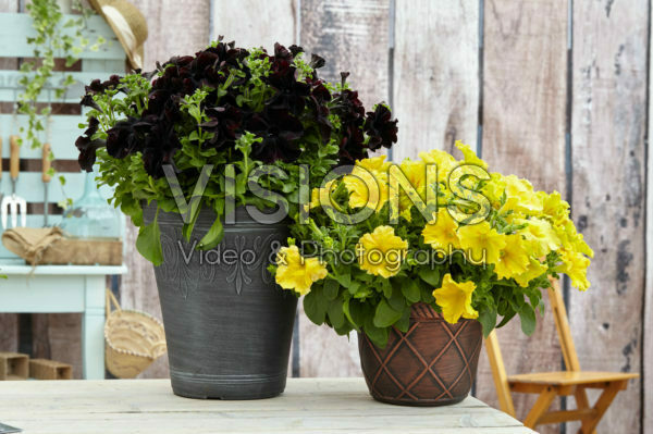 Petunia Happy Magic Giant Black Bordeaux, Giant Dijon Petunia Happy Magic Giant Black Bordeaux, Giant Dijon