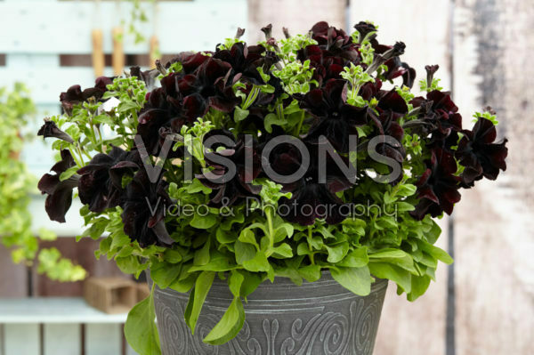 Petunia Happy Magic Giant Black Bordeaux Petunia Happy Magic Giant Black Bordeaux