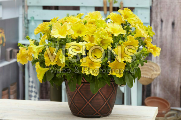 Petunia Happy Magic Giant Dijon Petunia Happy Magic Giant Dijon