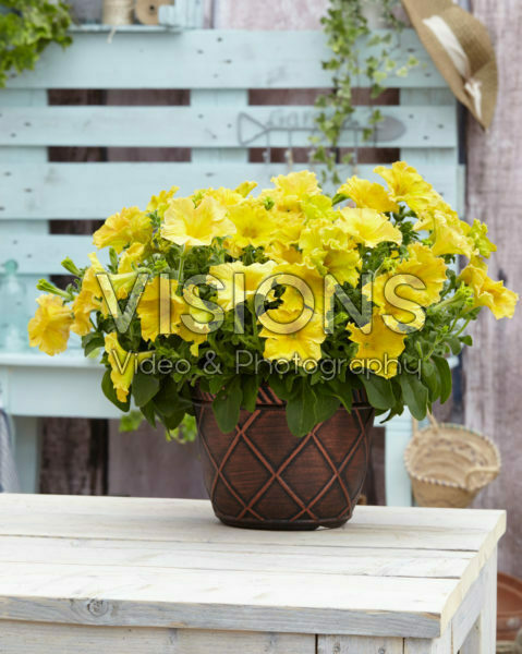Petunia Happy Magic Giant Dijon Petunia Happy Magic Giant Dijon