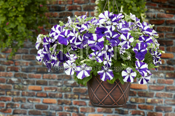 Petunia Designer Blue Star Petunia Designer Blue Star