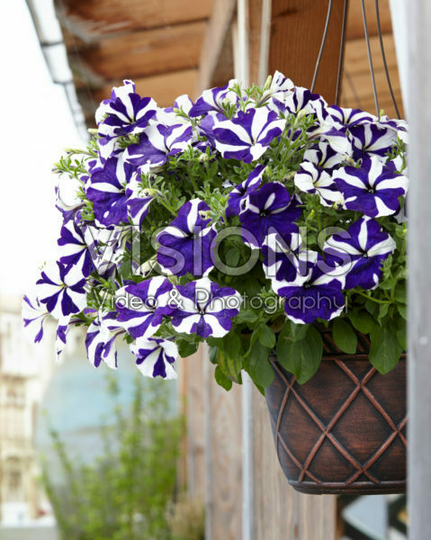 Petunia Designer Blue Star Petunia Designer Blue Star