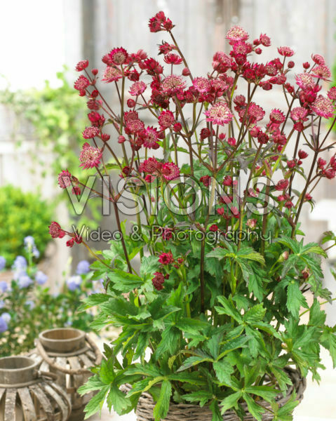 Astrantia Star of Love Astrantia Star of Love