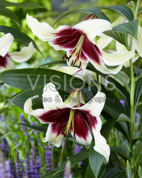 Lilium bicolour Lilium bicolour