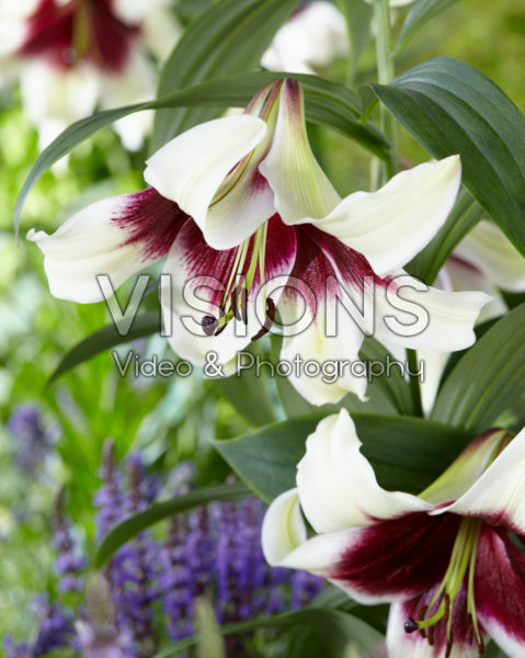 Lilium bicolour Lilium bicolour