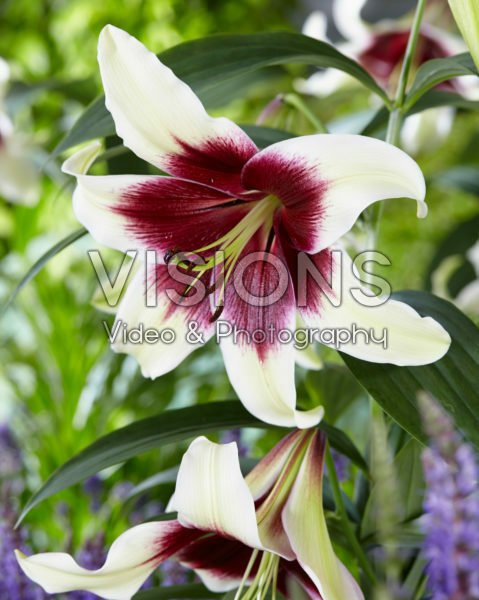 Lilium bicolour Lilium bicolour