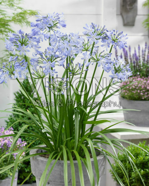 Agapanthus Little Dutch Blue Agapanthus Little Dutch Blue