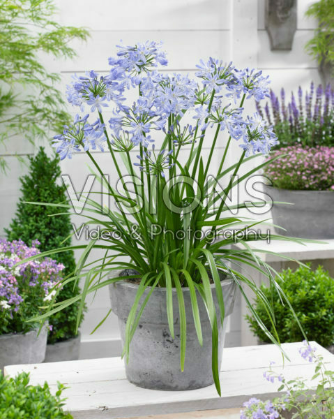 Agapanthus Little Dutch Blue Agapanthus Little Dutch Blue