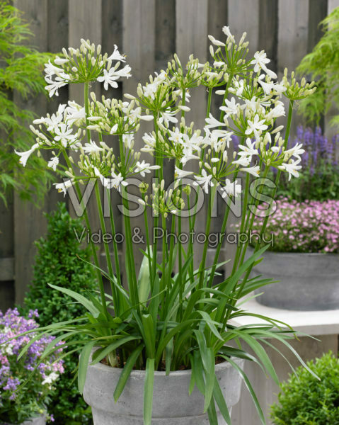 Agapanthus Little Dutch White Agapanthus Little Dutch White