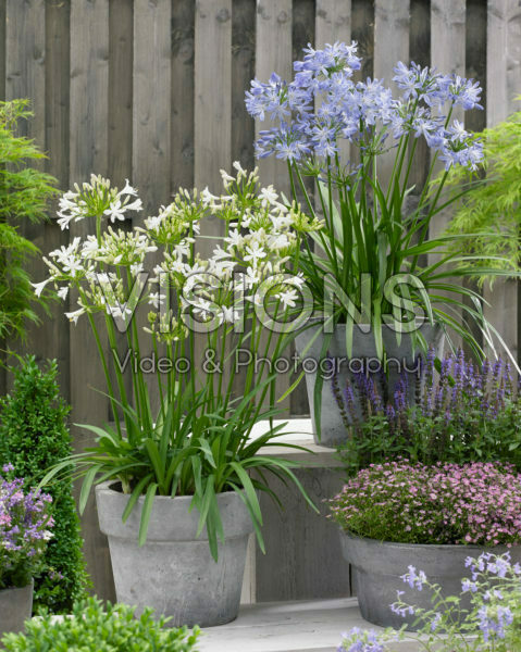 Agapanthus Little Dutch White, Little Dutch Blue Agapanthus Little Dutch White, Little Dutch Blue