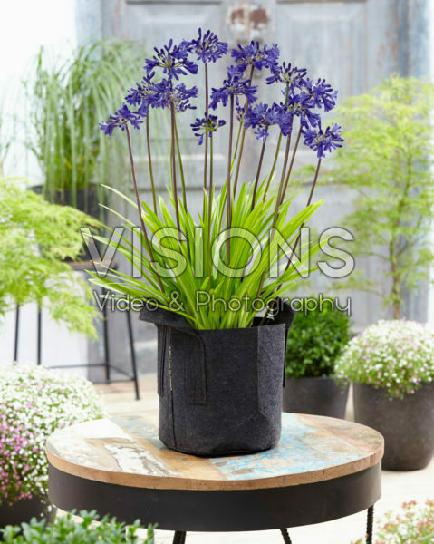 Agapanthus Windlebrooke Agapanthus Windlebrooke