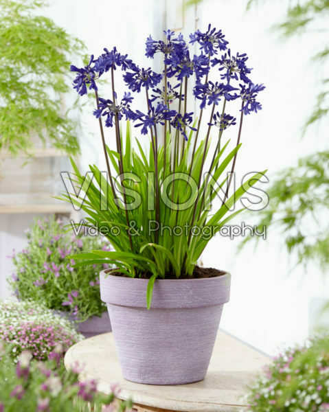 Agapanthus Windlebrooke Agapanthus Windlebrooke