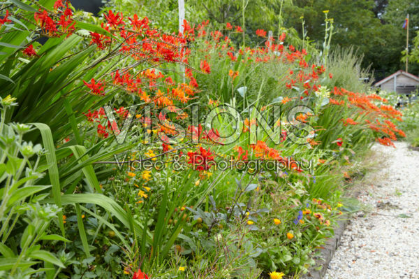 Summer border Summer border