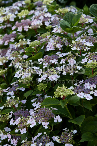 Hydrangea macrophylla Ave Maria Hydrangea macrophylla Ave Maria