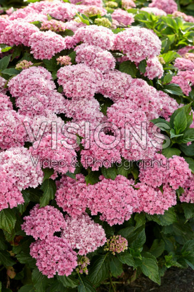 Hydrangea macrophylla Together Hydrangea macrophylla Together