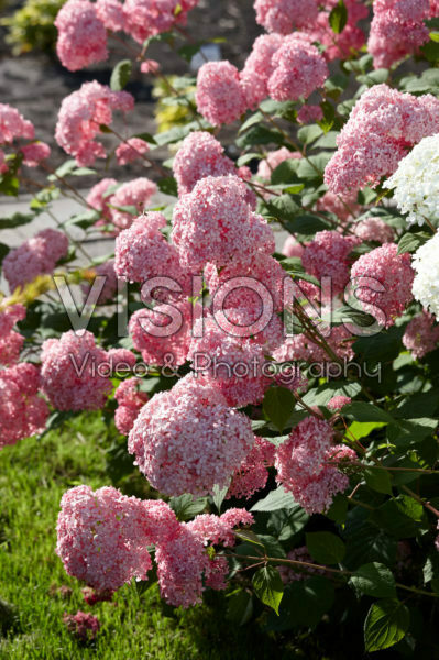 Hydrangea arborescens Pink Annabelle Hydrangea arborescens Pink Annabelle