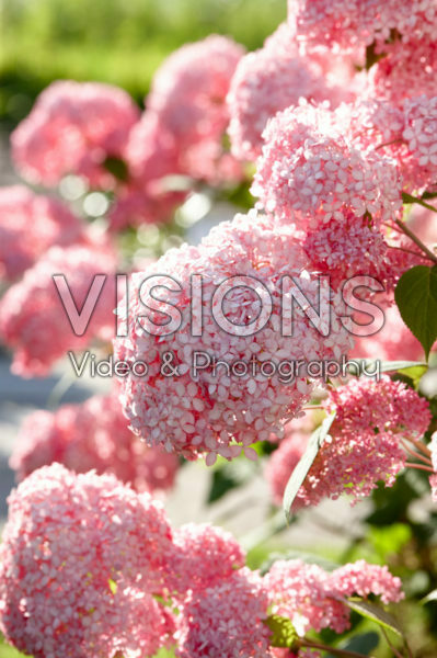 Hydrangea arborescens Pink Annabelle Hydrangea arborescens Pink Annabelle